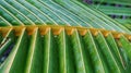 Coconut tree leaf closeup Royalty Free Stock Photo