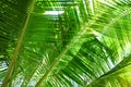 Coconut tree leaf