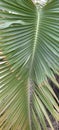 Coconut Tree leaves Royalty Free Stock Photo