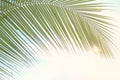 Coconut tree leaves Royalty Free Stock Photo
