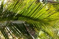 Coconut tree leaves Royalty Free Stock Photo