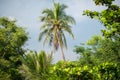 Coconut tree in the lush thickets of Bang Krachao Bang Kachao known as the Green Lung of Bangkok Royalty Free Stock Photo
