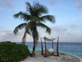 Coconut tree and hammock, Maldives Royalty Free Stock Photo