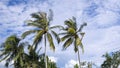 Coconut tree nature against with blue sky swaying in wind Royalty Free Stock Photo