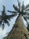 A coconut tree in the neighbor& x27;s paddy field Royalty Free Stock Photo