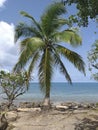 Coconut tree next to turquoise waters of the caribbean sea, wild beach under tropical blue sky. Exotic tropical paradise coast and Royalty Free Stock Photo