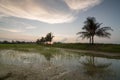 Coconut tree paddy field in evening. Royalty Free Stock Photo