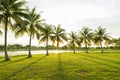 Coconut tree palm with beautiful sunbeam at the green pak garden Royalty Free Stock Photo