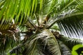 Coconut tree palm with harvest down view