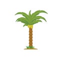 coconut tree, palm tree illustration vector design, Coconut tree icon isolated on white background from ecology collection Royalty Free Stock Photo