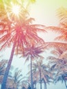 Coconut tree or palm tree on the beach in summer holiday Royalty Free Stock Photo