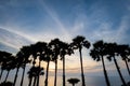 Coconut tree, palm tree, silhouettes at sunset in tropical resort island over ocean, Phuket, Thailand. Royalty Free Stock Photo