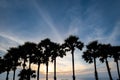 Coconut tree, palm tree, silhouettes at sunset in tropical resort island over ocean, Phuket, Thailand.