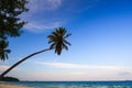 Coconut tree or palm tree at Thung Wua Laen Beach in Chomphon province Thailand, viewpoint of tropical beach seaside and blue sky Royalty Free Stock Photo