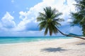 Coconut tree or palm tree at Thung Wua Laen Beach in Chomphon province Thailand, viewpoint of tropical beach seaside and blue sky Royalty Free Stock Photo