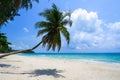 Coconut tree or palm tree at Thung Wua Laen Beach in Chomphon province Thailand, viewpoint of tropical beach seaside and blue sky Royalty Free Stock Photo