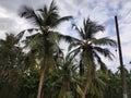 coconut tree palms and cloudy sky Royalty Free Stock Photo