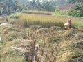 coconut tree people grass paddy