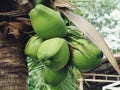 Coconut tree perfume in the coconut garden