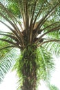 Coconut tree photographed from below Royalty Free Stock Photo
