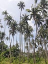 Coconut tree plantation on Mindoro, Philippines Royalty Free Stock Photo