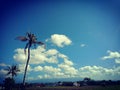 coconut tree is really pretty with white clouds and blue sky above it