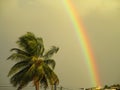 The coconut tree and the rainbow in the afternoon Royalty Free Stock Photo