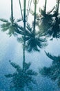 Coconut Tree Reflect in water Royalty Free Stock Photo
