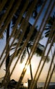 Coconut tree with resort view Royalty Free Stock Photo