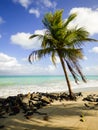 Coconut tree at Rio Ambar Beach on Itamaraca Island Royalty Free Stock Photo