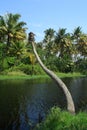 Coconut tree with root wilt disease