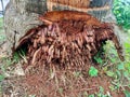 coconut tree roots coming out of the ground