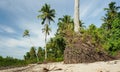 Coconut tree and roots washed up at coast