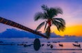 Coconut tree on Sairee beach at sunset ,Koh Toa island, surat thani ,Thailand Royalty Free Stock Photo