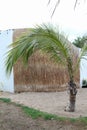 Coconut tree on the sand with thatch wall background Royalty Free Stock Photo