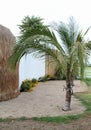 Coconut tree on the sand with thatch wall background Royalty Free Stock Photo