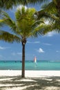 coconut tree by the sea turquoise sea water and blue sky in background Royalty Free Stock Photo