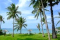 Coconut tree seaside