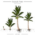 Coconut Tree set