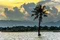 Coconut tree silent Royalty Free Stock Photo