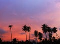 Coconut tree silhouette as sunlight of sunset background Royalty Free Stock Photo