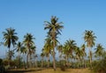 Coconut Tree Silhouette Landscape Background with under blue sky