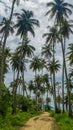 Coconut Tree Silhouette Landscape Background with under blue sky and white clouds during daytime