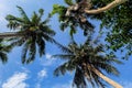 Coconut Tree Silhouette Landscape Background with under white clouds during daytime