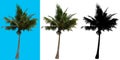 Coconut tree Royalty Free Stock Photo