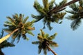 Coconut tree and sky