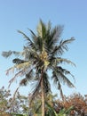 Coconut tree in sky so ameging art Royalty Free Stock Photo