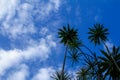 Coconut tree with sky on the back