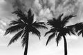 Coconut tree on sky background with beach,Black and white photography