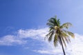 Coconut tree with sky and clouds as a beautiful background. Nature beautiful. Bright blue sky help always a new inspiration